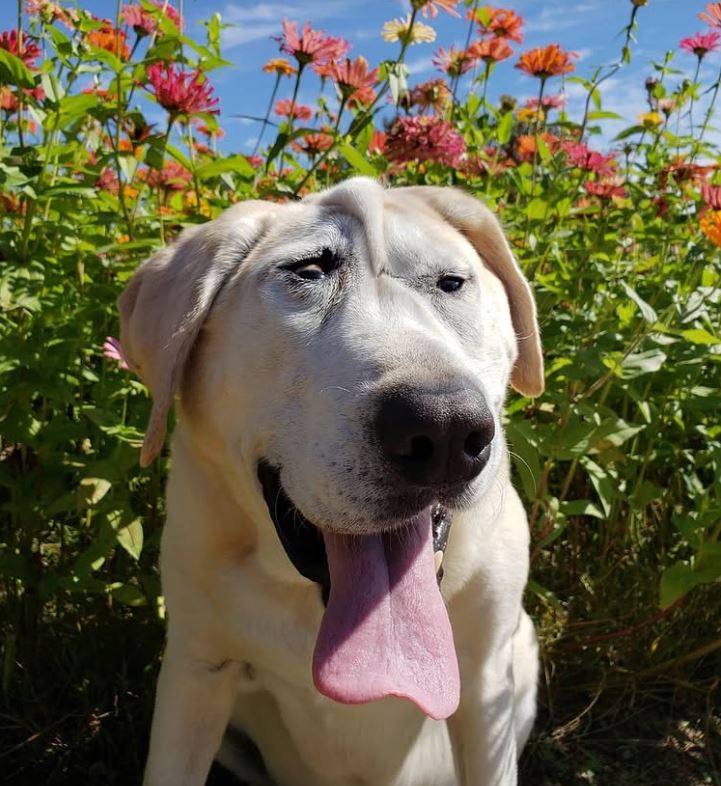 Žltý labrador s vyplazeným jazykom sedí pred kvetinovým pozadím s modrou oblohou.