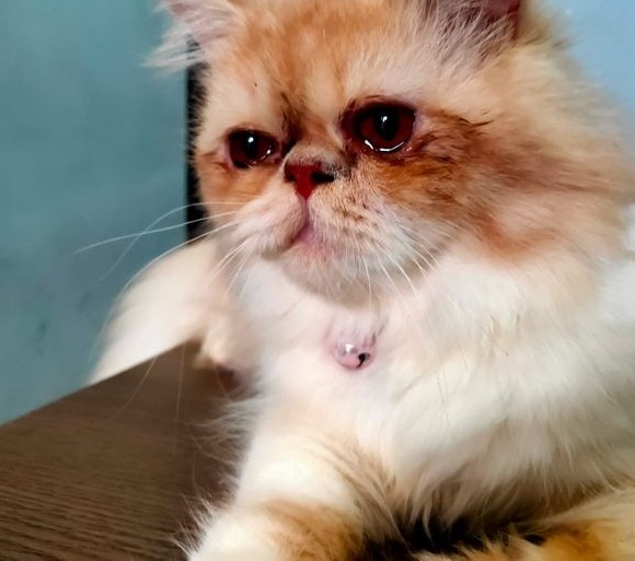 Plyšová mačka s ružovým náhrdelníkom ležiaca na stole, vyzerajúca pokojne a roztomilo.