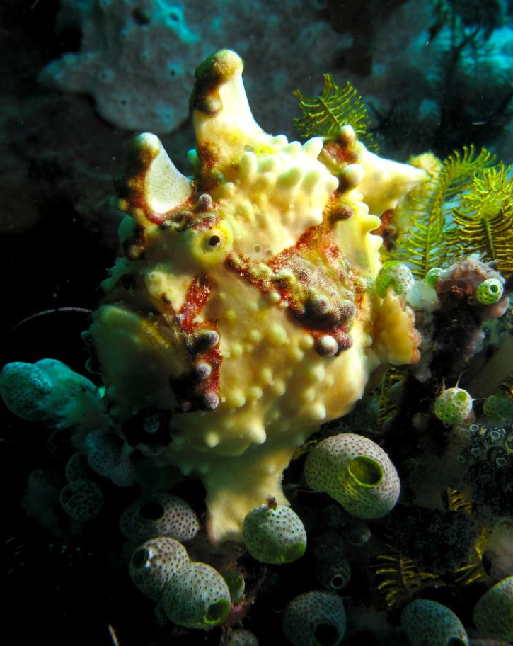 Ryba s bradavicami zamaskovaná medzi morskými hubami na koralovom útese.