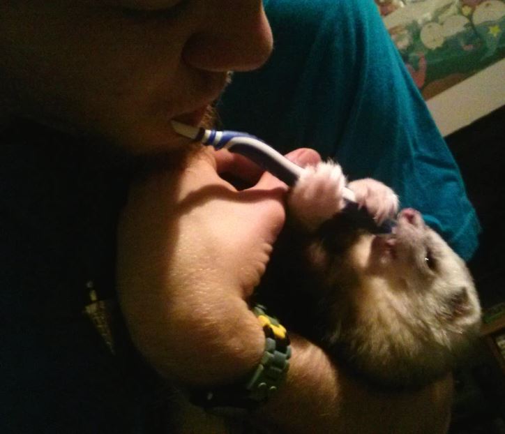 Muž si čistí zuby s fretkou, ktorá drží zubnú kefku, zábavná interakcia v interiéri.