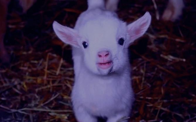 Roztomilé biele kozľa sa pozerá priamo do objektívu na slame v chlieve.