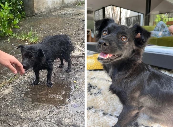 Mokré šteniatko vonku na daždi a po kúpaní doma, spokojné a šťastné na koberci.