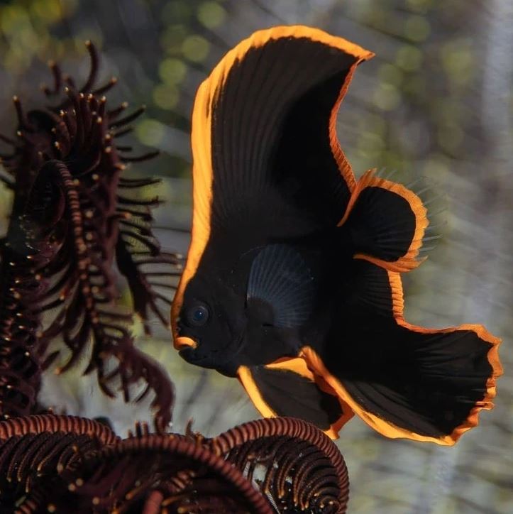 Exotická čierna ryba s oranžovým lemovaním pláva v korálovom prostredí oceánu.