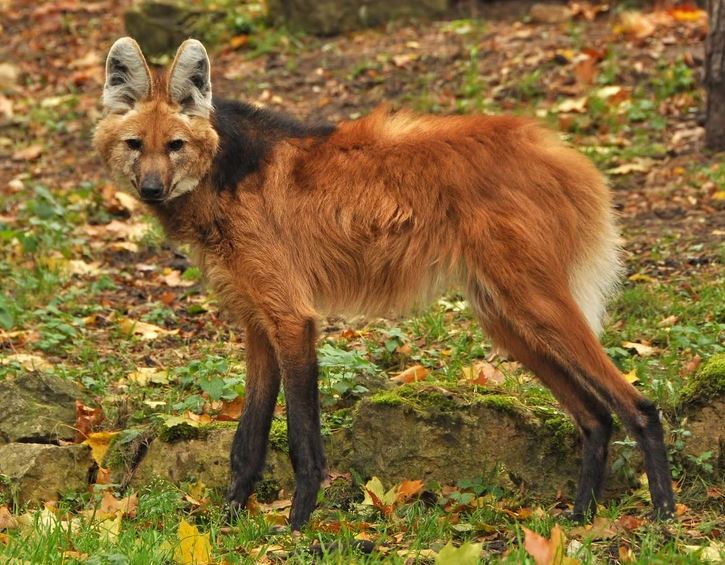 Neznáma zviera v lese na jeseň medzi pestrofarebným lístím.