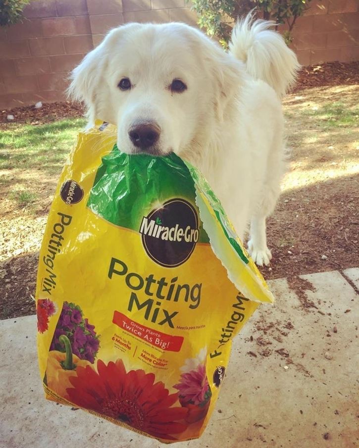 Biely pes drží v papuli vrece so zeminou Miracle-Gro v záhrade.