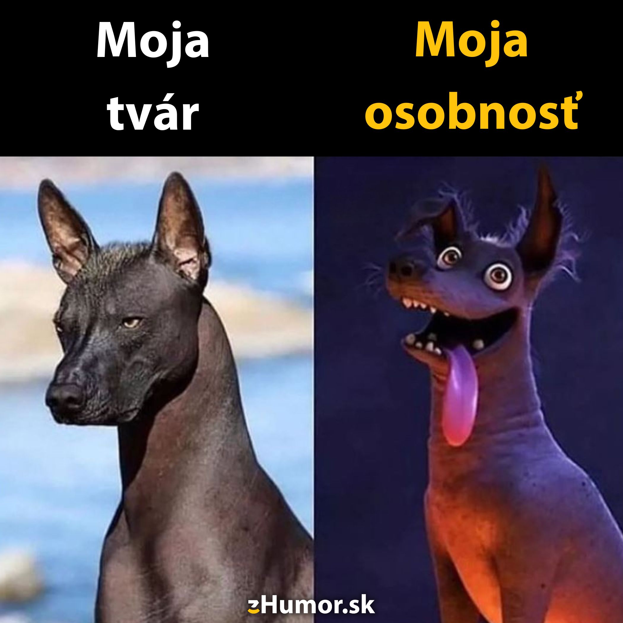 Vtipný kontrast medzi serióznym psom a animovaným psom so šialeným výrazom, ilustrujúci rozdiel medzi vzhľadom a osobnosťou.