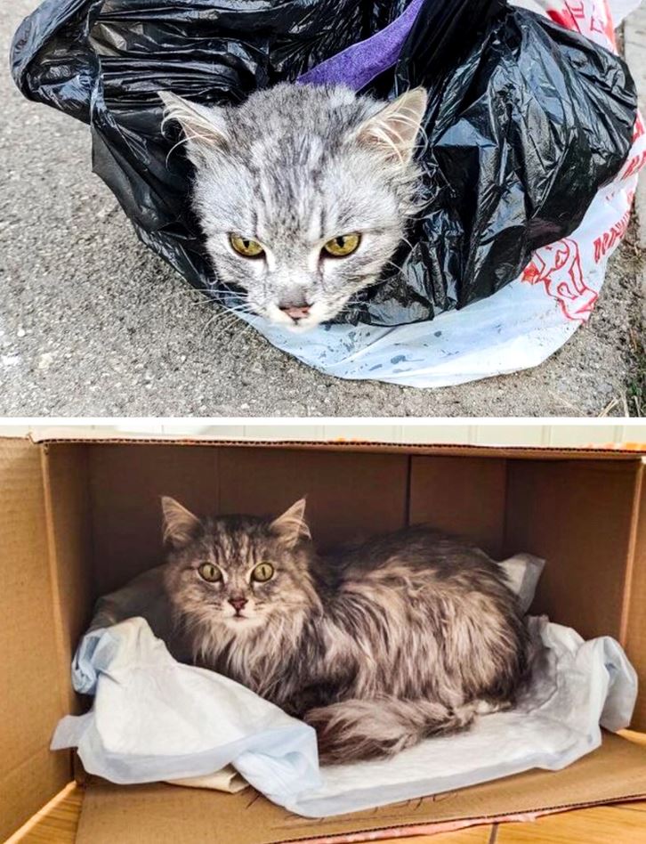 Sivá mačka vyslobodená z plastového vreca odpočívajúca v kartónovej krabici.