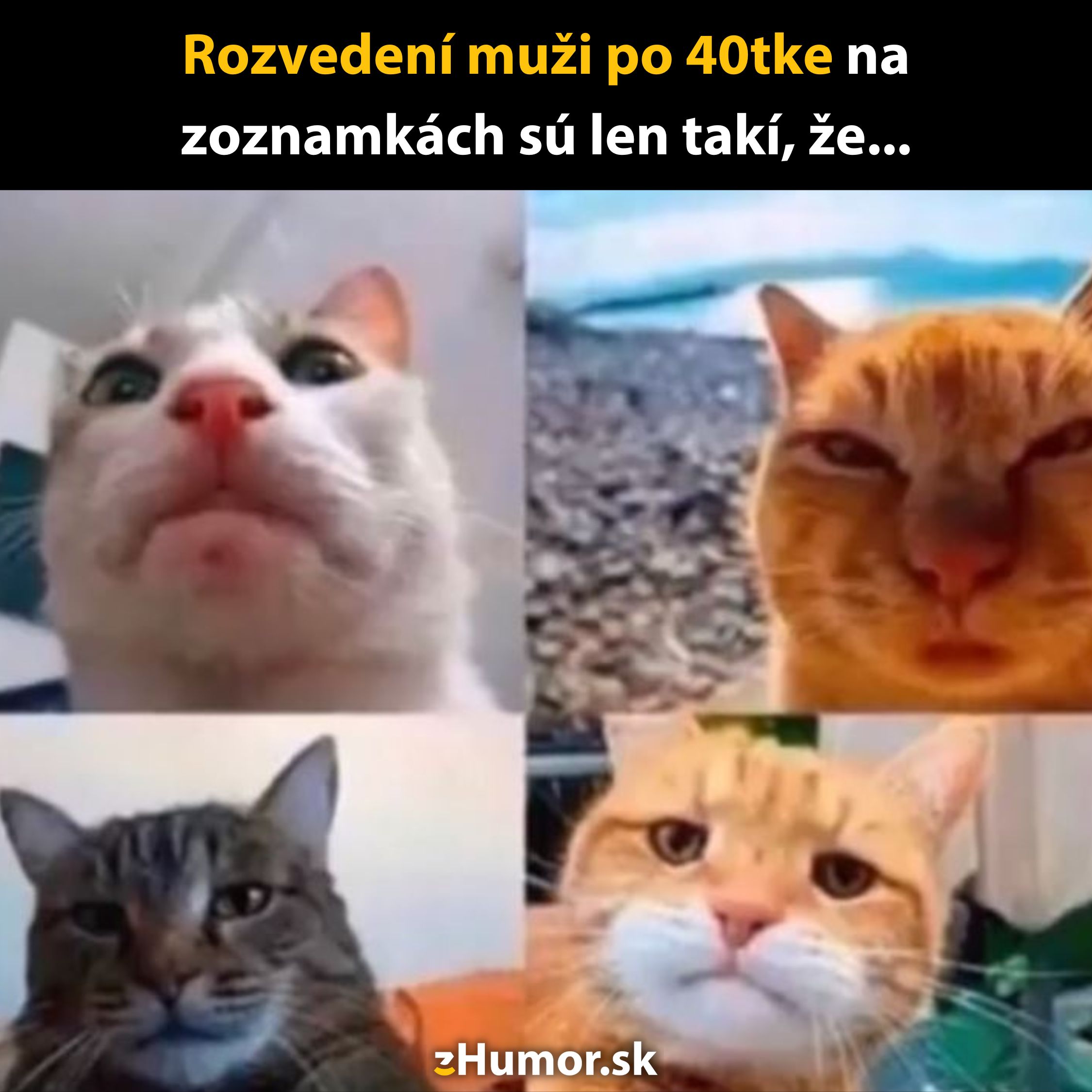 Mačky s výrazmi podobnými rozvedeným mužom po štyridsiatke na zoznamkách, humorná koláž štyroch mačiek.