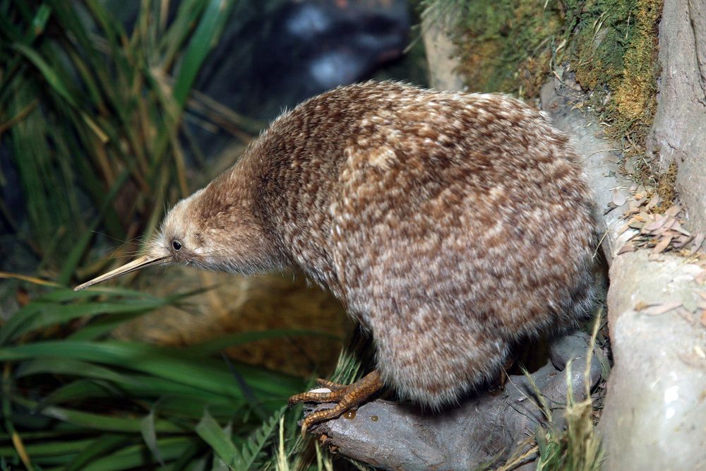 Nelietavý vták kivi so špičatým zobákom v prirodzenom prostredí medzi zeleňou a kameňmi.
