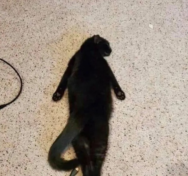 Čierna mačka leží natiahnutá na chrbte na svetlom koberci.