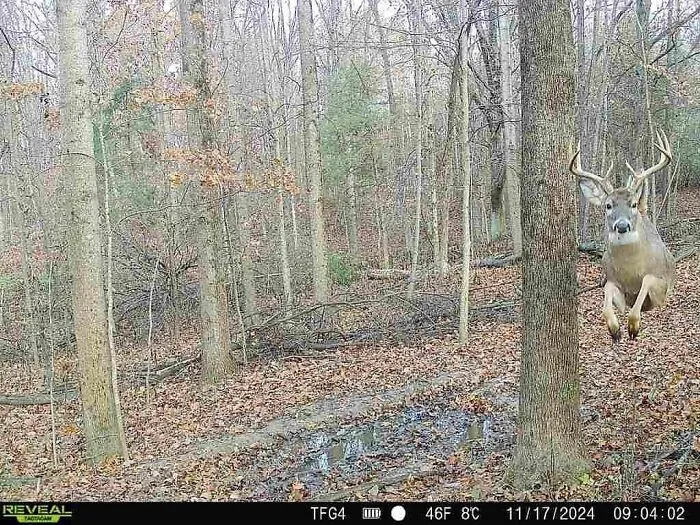 Jeleň v pohybe v jesennom lese pri strome, zachytený kamerou nočného sledovania.