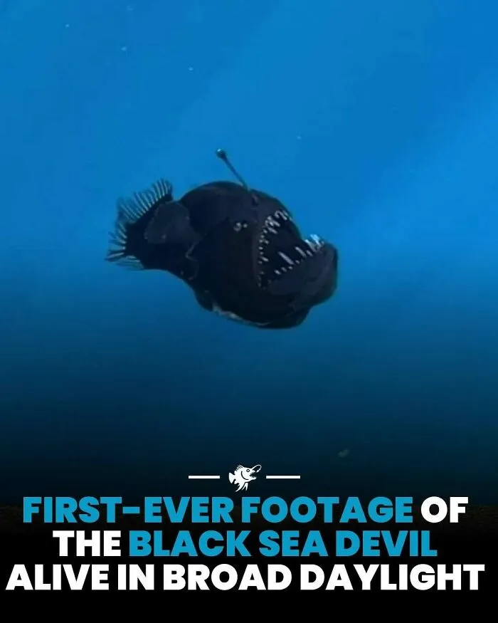 Hlbokomorský morský čert pláva v oceáne, prvýkrát zachytený počas dňa.