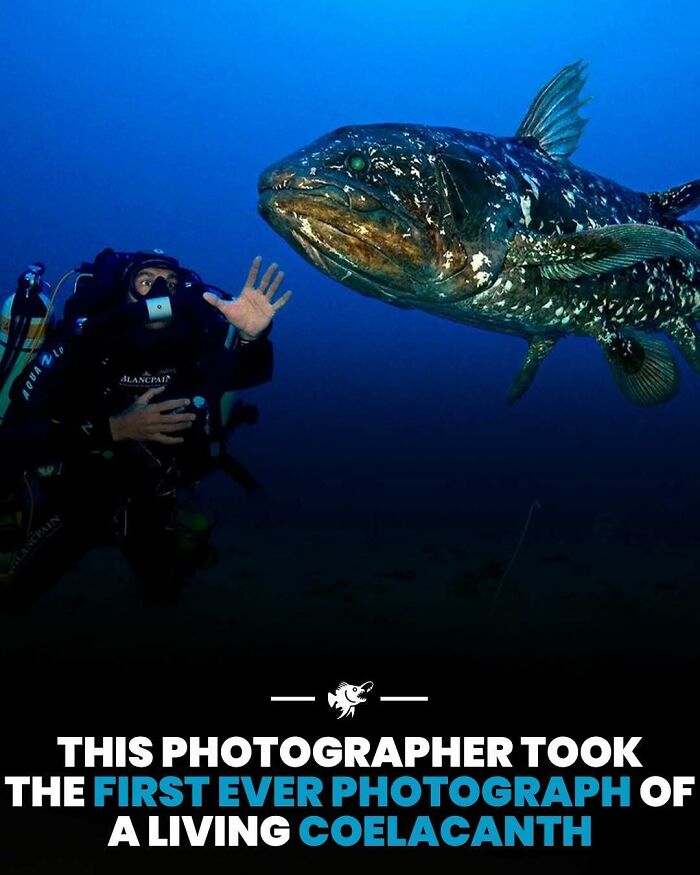 Potápač fotografuje živú latimériu vo svojom prirodzenom prostredí - historický moment v podmorskej fotografii.
