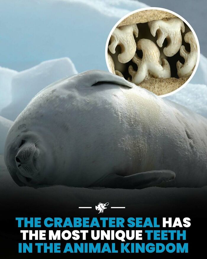 Krabiače tulene so zubami prispôsobenými na filtrovanie koristi, ležia na ladovci v snežnom prostredí.