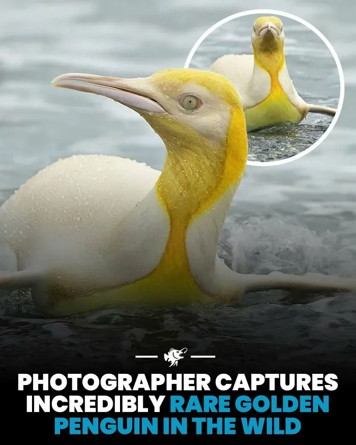 Zlatý tučniak pláva vo vode, vzácny úkaz zachytený v prírode.