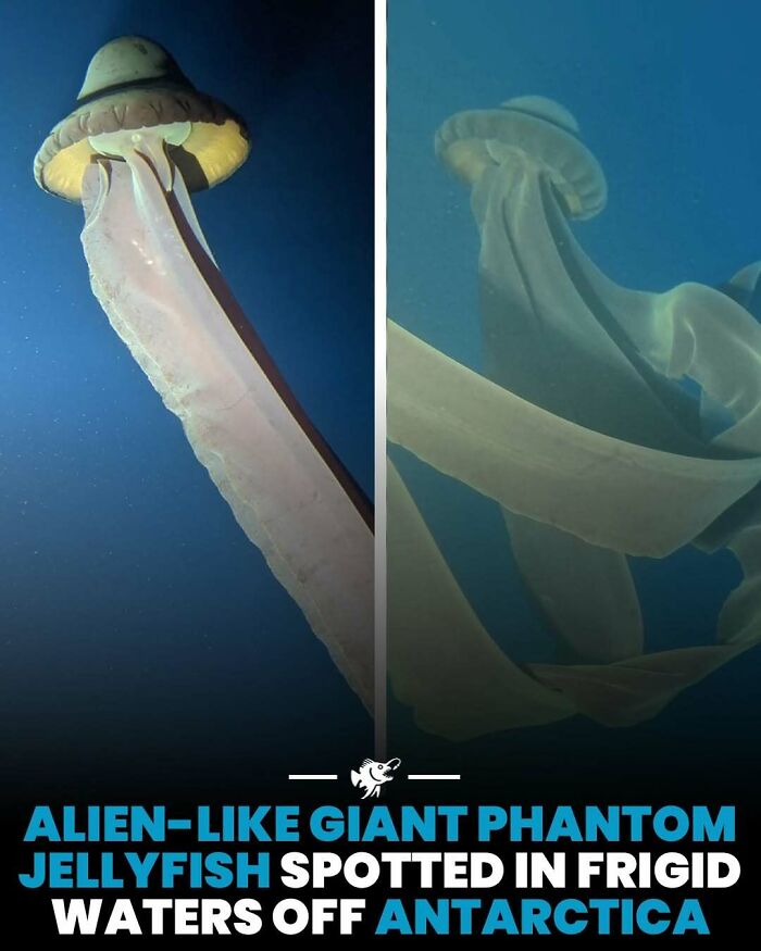 Obrovská medúza v ľadových vodách pri Antarktíde, pripomínajúca mimozemský životný formát.