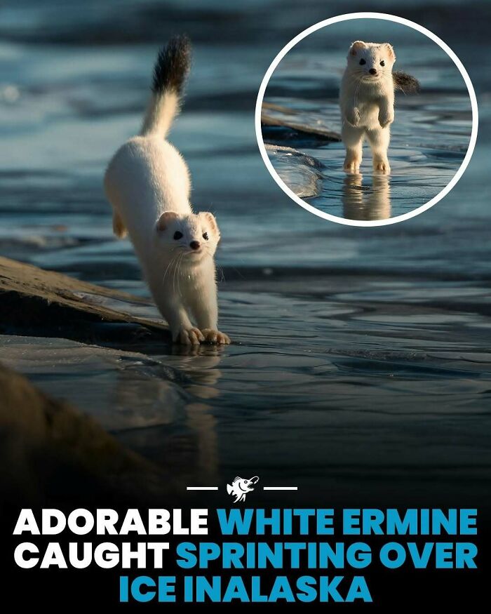 Roztomilá hermelínka beží po ľade na Aljaške, zachytená v pôsobivej akcii.