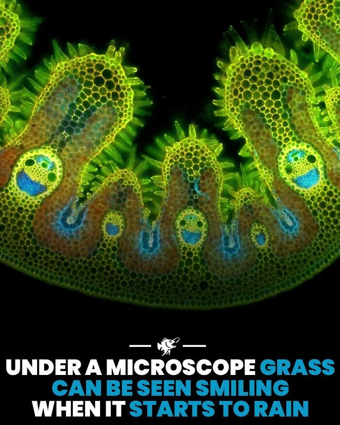 Mikroskopický pohľad na trávu ukazuje usmievavé vzory, osvetlené pri daždi.