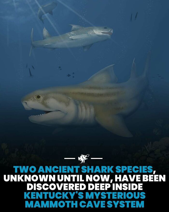 Starodávne druhy žralokov objavené v tajomných hlbinách jaskynného systému v Kentucky.