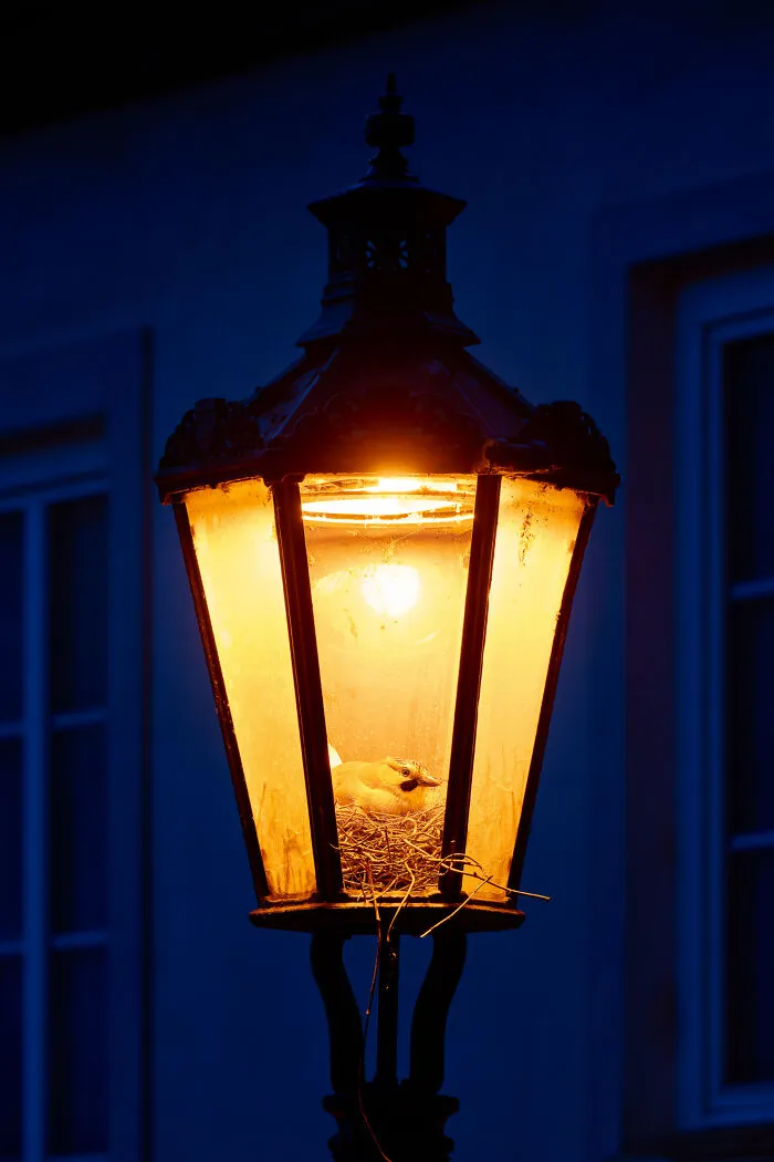 Osvetlená lampa s vtáčím hniezdom, ktoré je pohodlne umiestnené vnútri, kde spočíva vták.