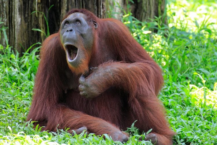 Orangutan sedí na tráve a zíva, obklopený prírodou v lese.