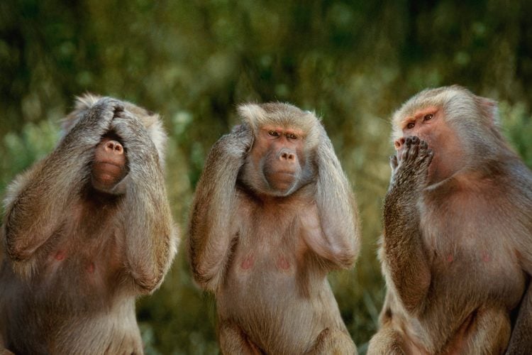 Tri opice stvárňujú známe príslovie: nevidím zlo, nepočujem zlo, nehovorím zlo, na zelenom pozadí.