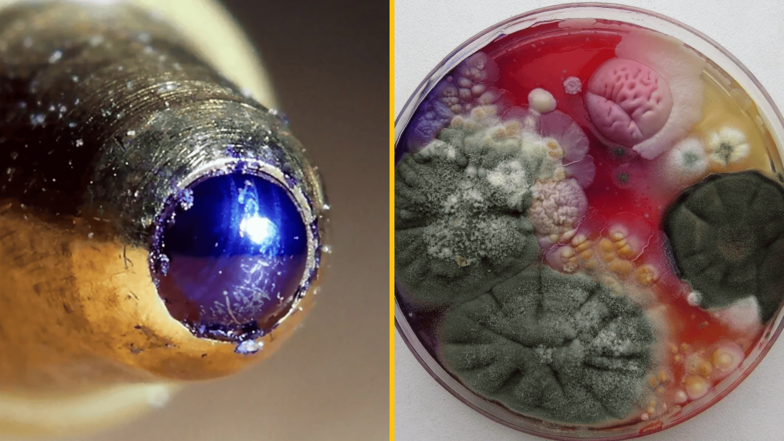 Záber na detail špičky guľôčkového pera a rast plesní v Petriho miske.