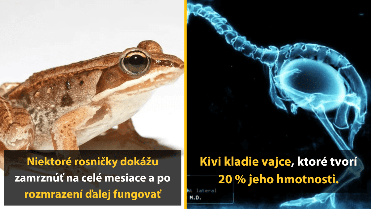Rosnička v zime zamŕza a prežíva. Kiwi kladie vajce s 20 % hmotnosti tela. Zaujímavosti zo zvieracej ríše.