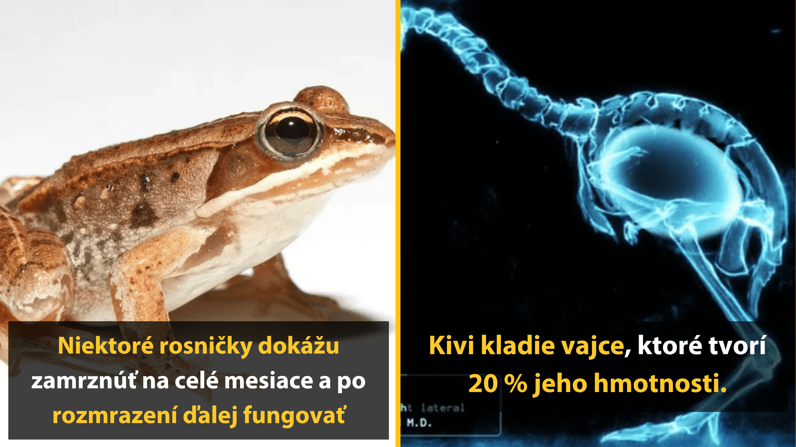 Rosnička v zime zamŕza a prežíva. Kiwi kladie vajce s 20 % hmotnosti tela. Zaujímavosti zo zvieracej ríše.