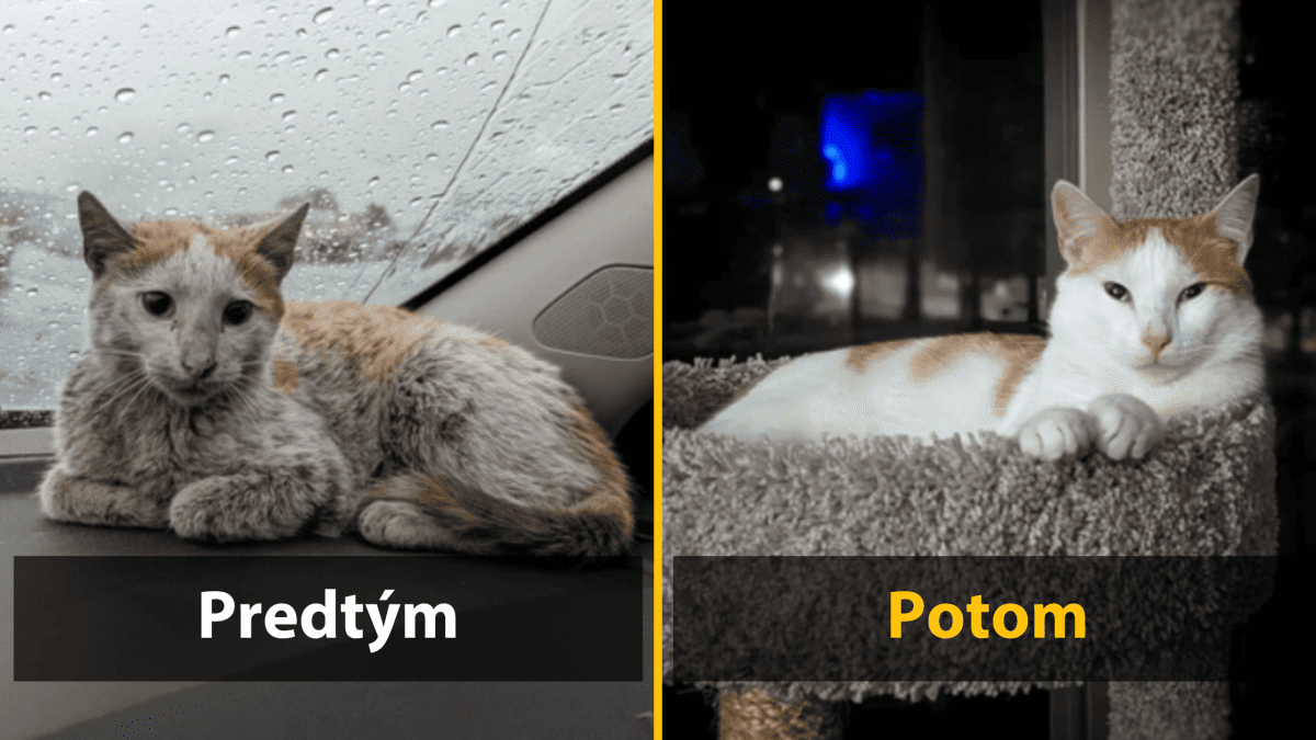 Pred a po: Premena mačky z ulice na zdravú a šťastnú domácu mačku v útulnom prostredí.