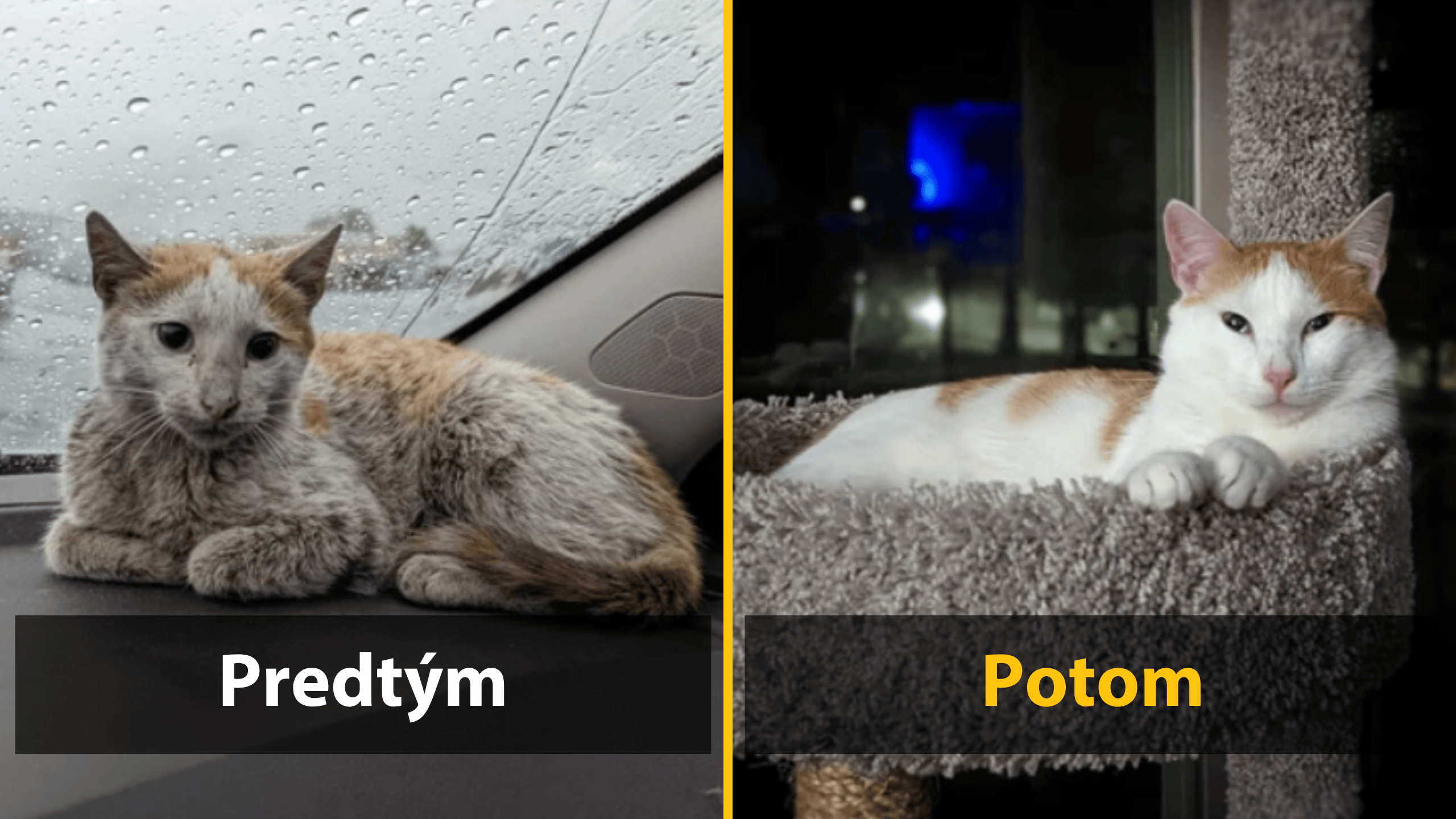 Pred a po: Premena mačky z ulice na zdravú a šťastnú domácu mačku v útulnom prostredí.