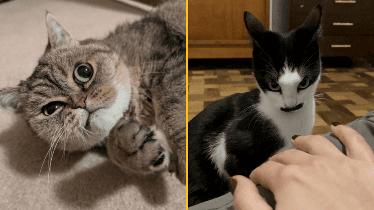 Dve mačky, jedna sivá a druhá čiernobiela s fúzmi. Sivá leží, čiernobiela je pri ľudskej ruke.