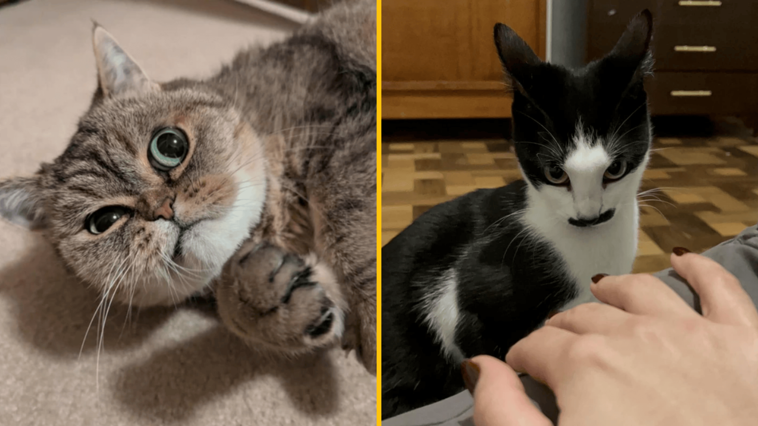 Dve mačky, jedna sivá a druhá čiernobiela s fúzmi. Sivá leží, čiernobiela je pri ľudskej ruke.