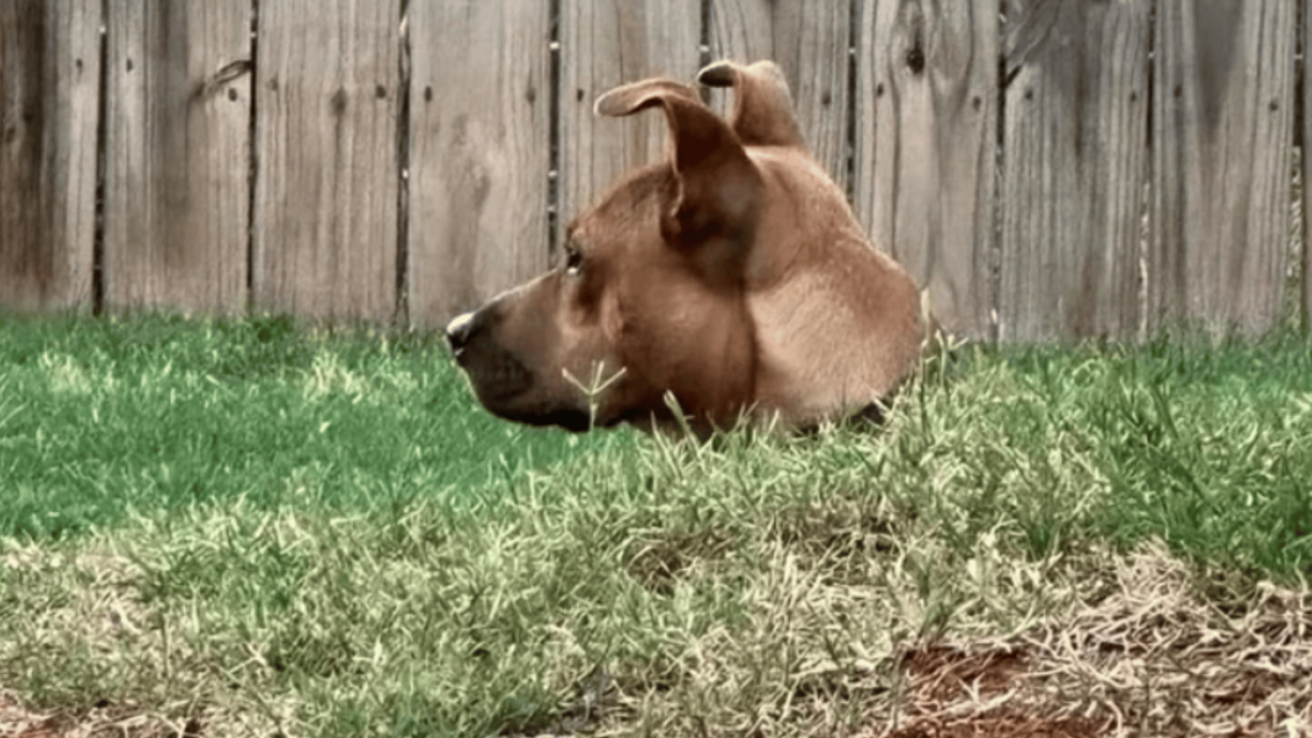 Hlava psa vykukujúca z trávy, oplotenie na pozadí. Vtipná optická ilúzia v záhrade.