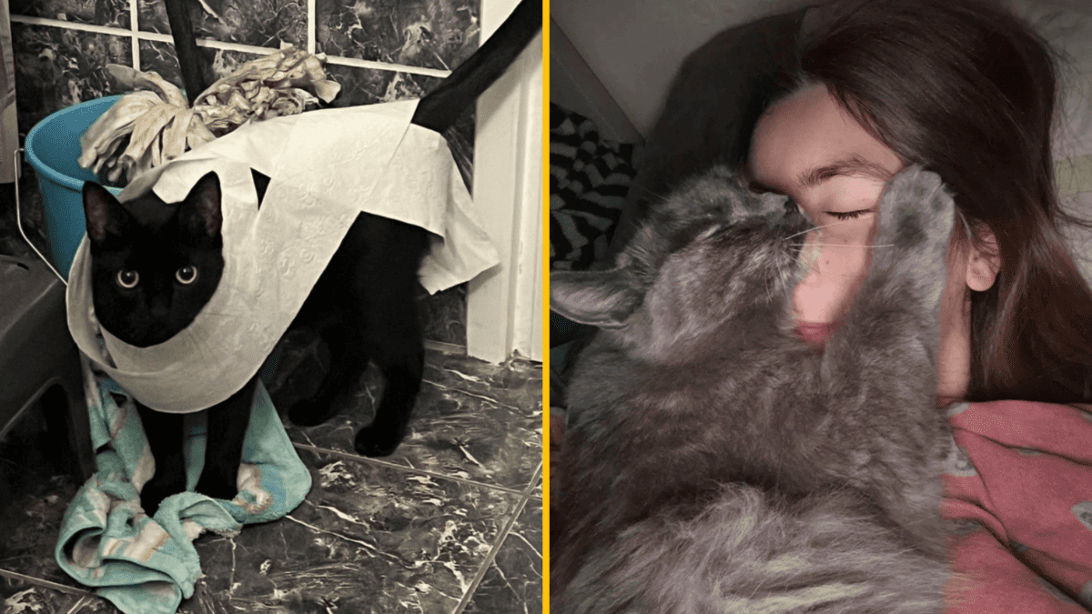 Čierna mačka obalená toaletným papierom a sivá mačka objímajúca spiacu dievčinu na gauči.