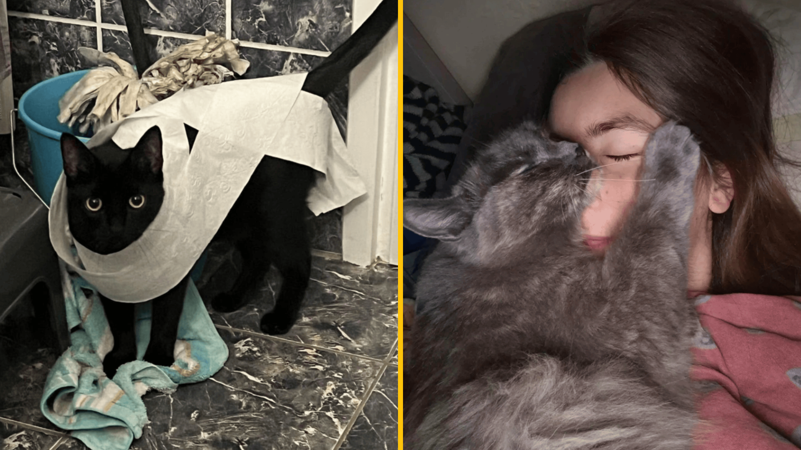 Čierna mačka obalená toaletným papierom a sivá mačka objímajúca spiacu dievčinu na gauči.