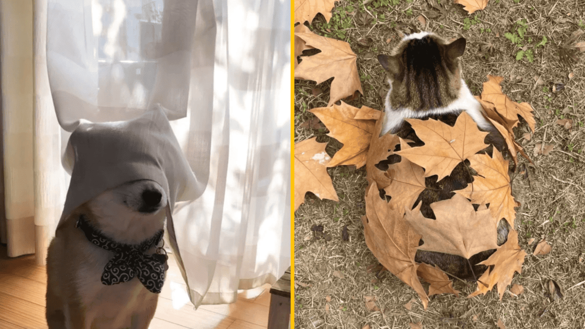 Pes s obrusom a mačka zakrytá lístím, rozdelený obraz, roztomilé a vtipné momenty domácich maznáčikov.