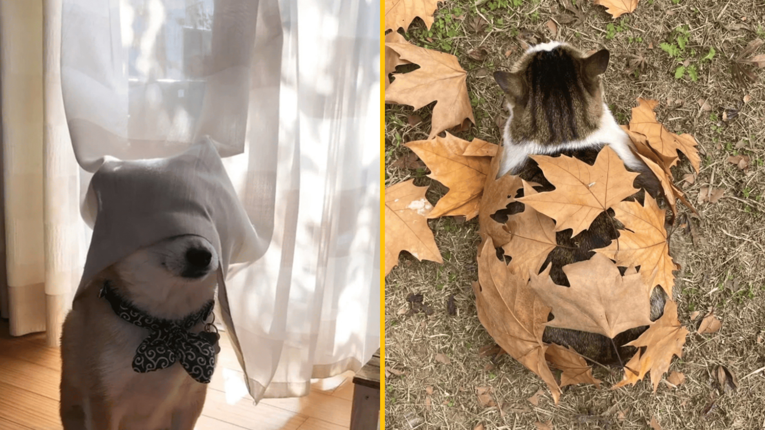 Pes s obrusom a mačka zakrytá lístím, rozdelený obraz, roztomilé a vtipné momenty domácich maznáčikov.