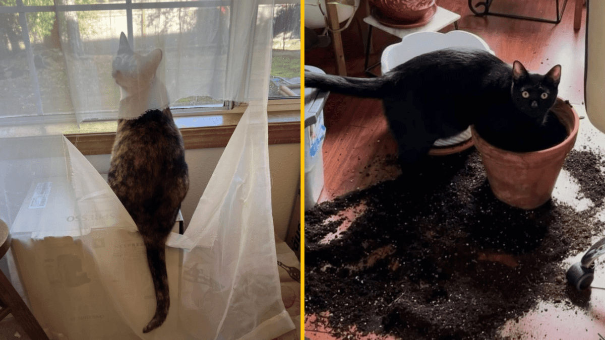 Mačky sú zvedavé: jedna za závesom pri okne, druhá vyhŕabala hlinu z kvetináča na podlahe.