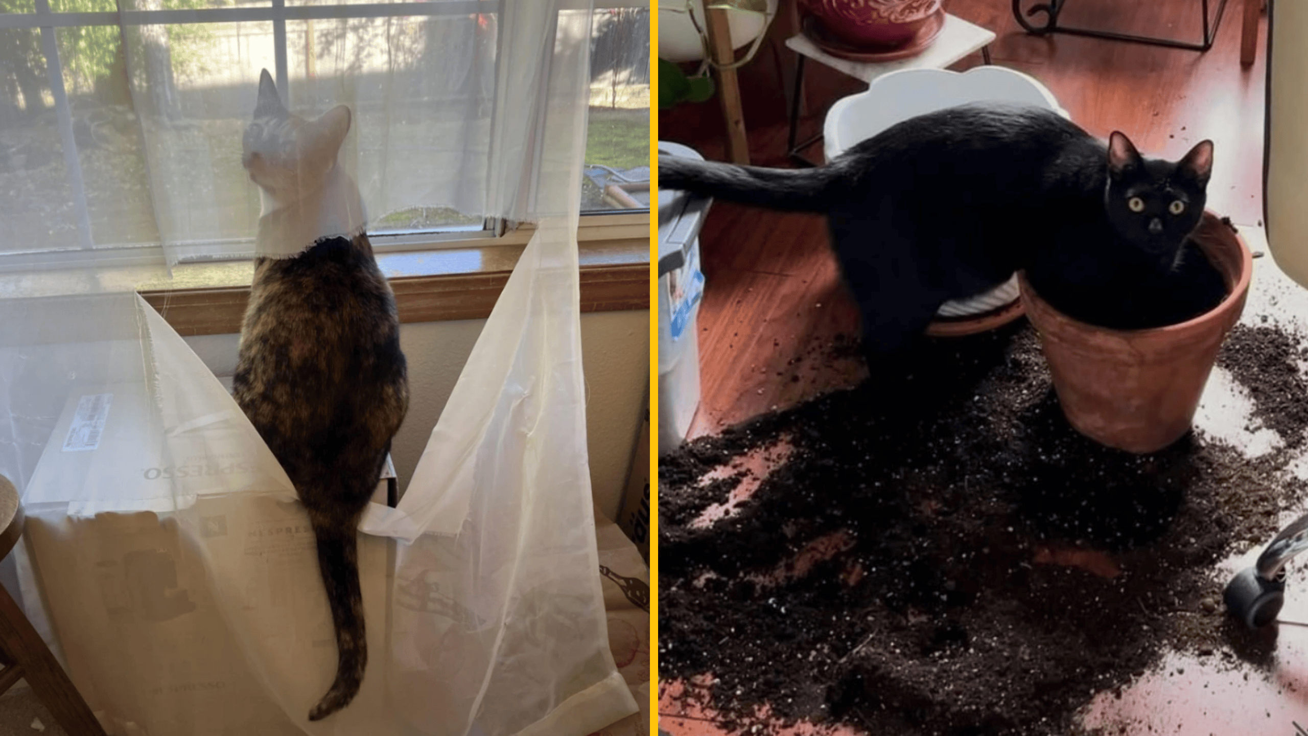 Mačky sú zvedavé: jedna za závesom pri okne, druhá vyhŕabala hlinu z kvetináča na podlahe.