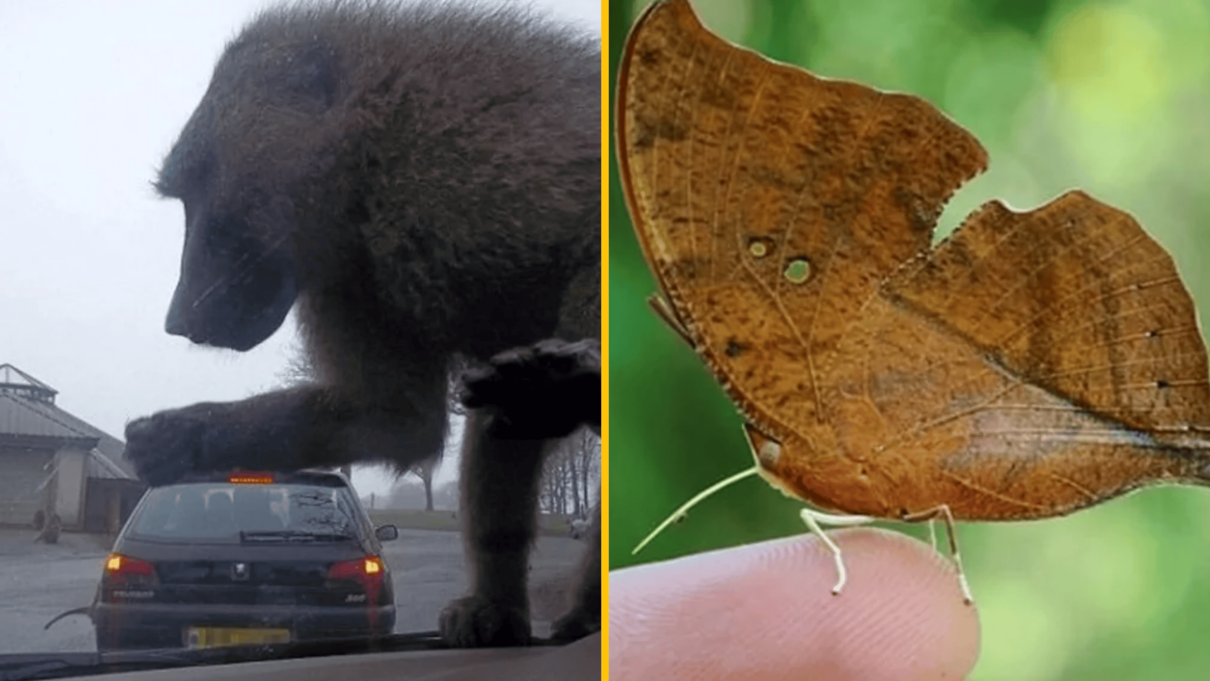 Opica na aute a hnedý motýľ pripomínajúci list na prste, príroda a zvieratá v interakcii s ľuďmi a prostredím.