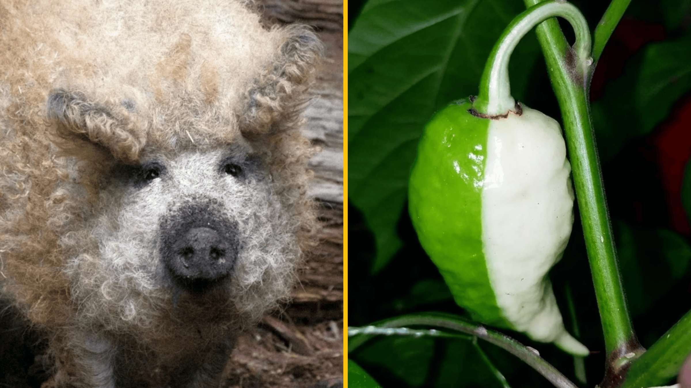Ovca s kučeravou srsťou vedľa bielo-zelenej papriky na pozadí listov.
