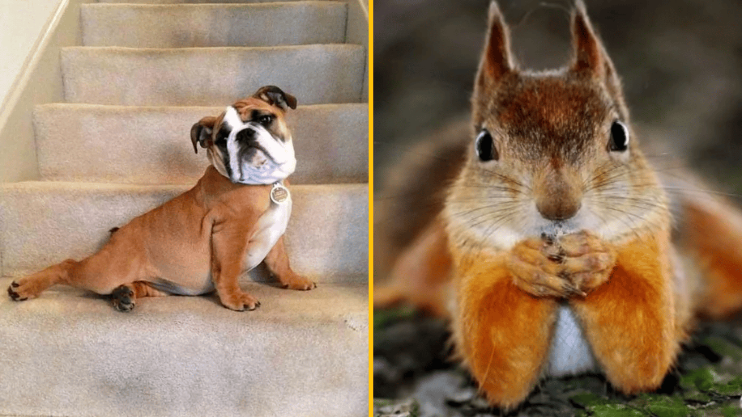 Pes na schodoch vedľa veveričky držiacej jedlo v labkách, obe v zábavných pózach.