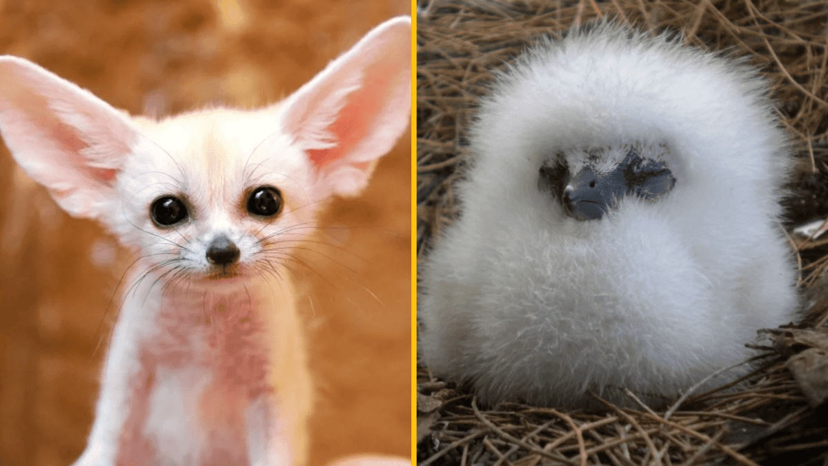 Malý fenek a biele vtáčie mláďa v hnizde, obidva zvieratá sú roztomilé a fascinujúce.