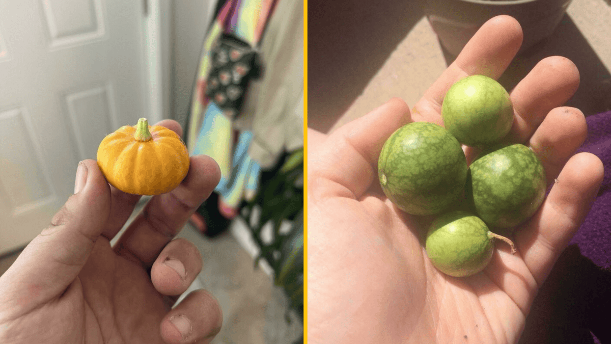 Malá oranžová tekvica a miniatúrne zelené melóny v ruke, detailné zábery.