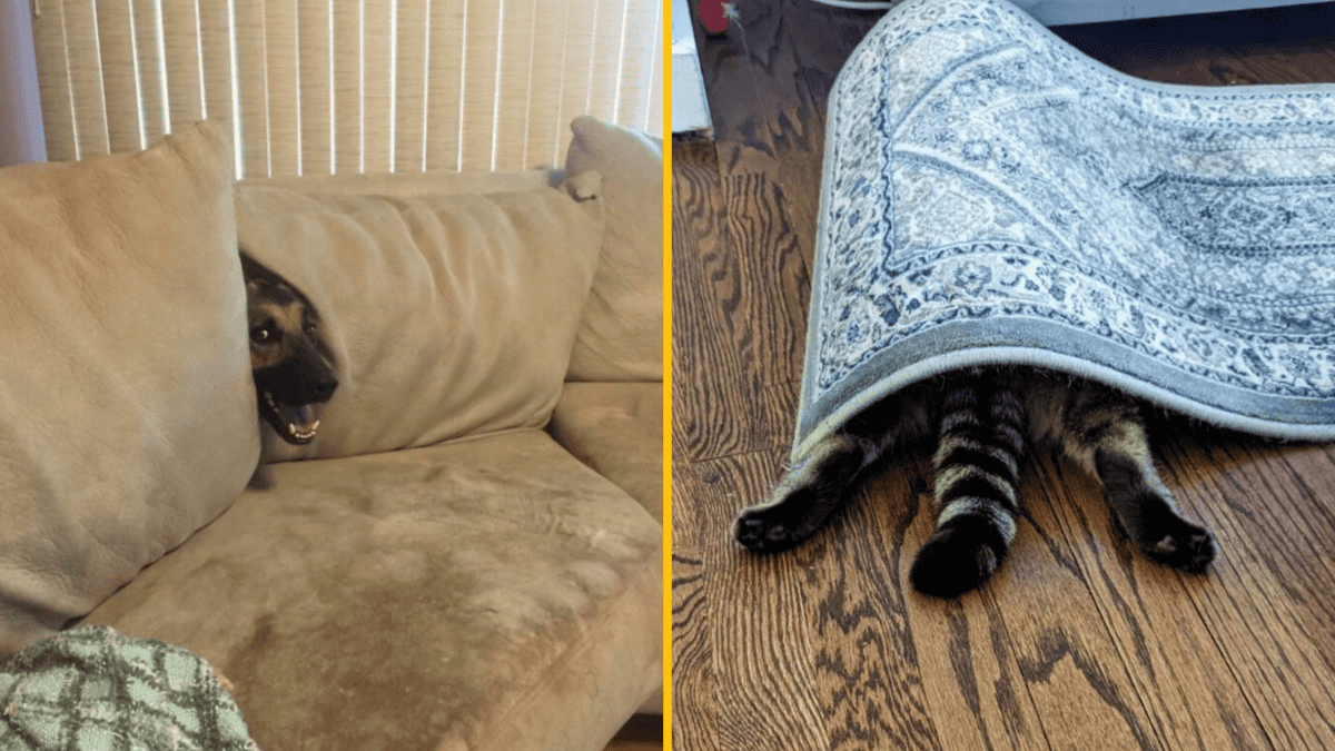 Pes skrývajúci sa za vankúšom na gauči; mačka ukrytá pod kobercom s labkami vonku.
