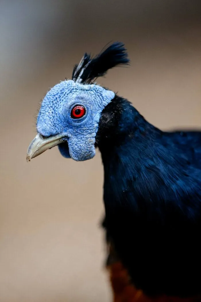 Blízky záber vtáka s modrou hlavou a červeným okom, exotické operenie na rozmazanom pozadí.