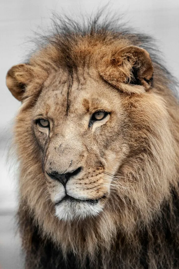 Lev s hustou hrivou, ktorý vyzerá pokojne a kráľovsky na neutrálnom pozadí.