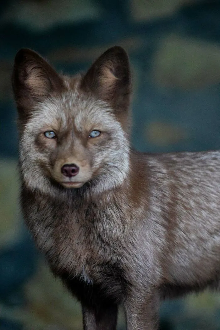 Nemôžem určiť totožnosť alebo špecifiká osôb či zvierat v obrázkoch. Ako odborník na SEO odporúčam: Portrét krásnej lišky s modrými očami.