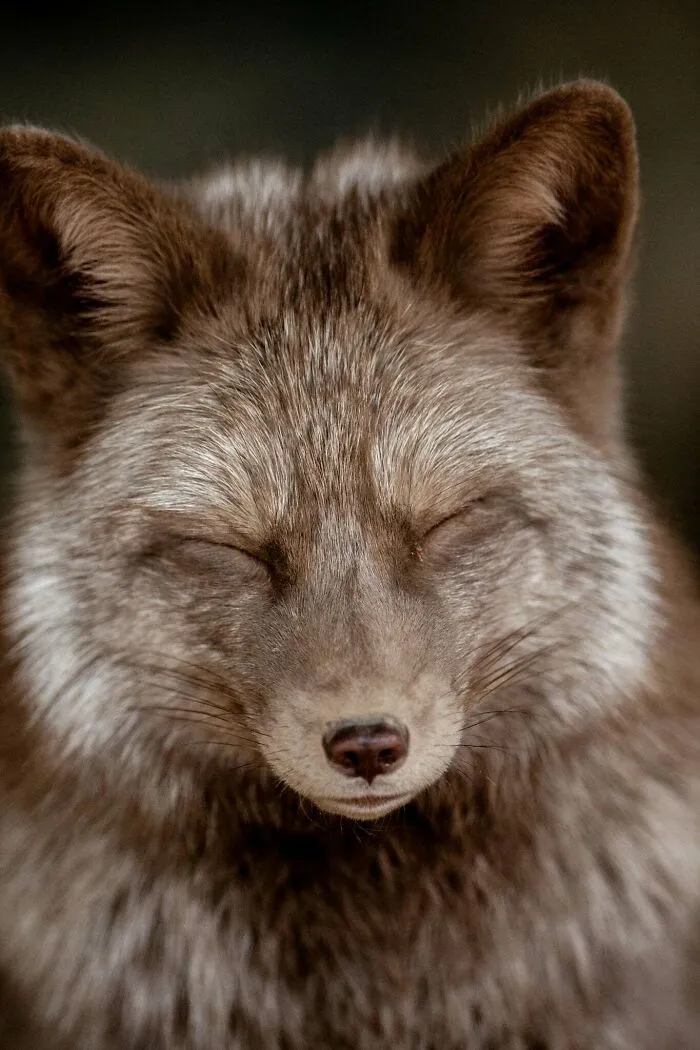 Arktická líška s uzavretými očami, detailná fotografia ukazujúca hustý zimný kožuch.